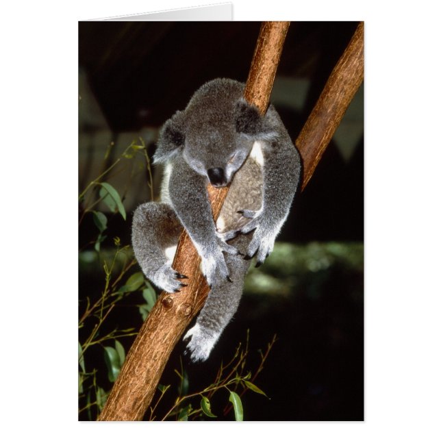 Sleepy Koala (Voorkant)