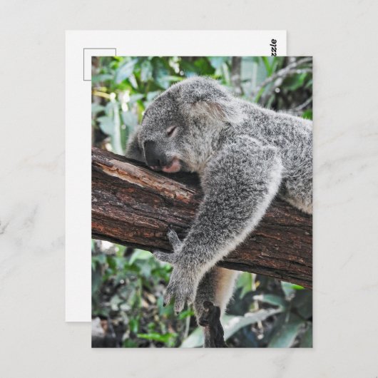 Sleepy Koala Briefkaart (Voorkant / Achterkant)