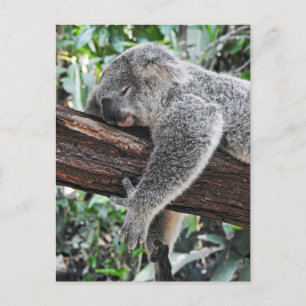 Sleepy Koala Briefkaart