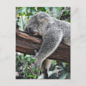 Sleepy Koala Briefkaart (Voorkant)