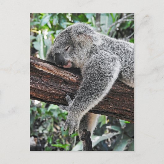 Sleepy Koala Briefkaart (Voorkant)