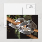 Sleepy Koala Briefkaart (Voorkant / Achterkant)