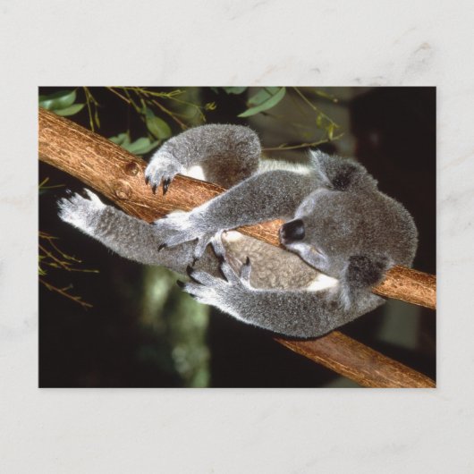 Sleepy Koala Briefkaart (Voorkant)