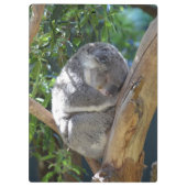 Sleepy Koala Klembord (Achterkant)