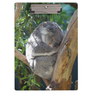 Sleepy Koala Klembord