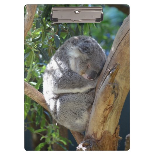 Sleepy Koala Klembord (Voorkant)