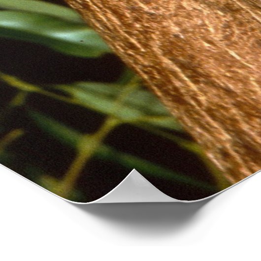 Sleepy Koala Poster (Hoek)