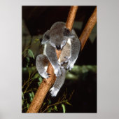 Sleepy Koala Poster (Voorkant)