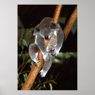 Sleepy Koala Poster