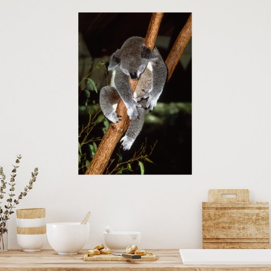 Sleepy Koala Poster (Keuken)