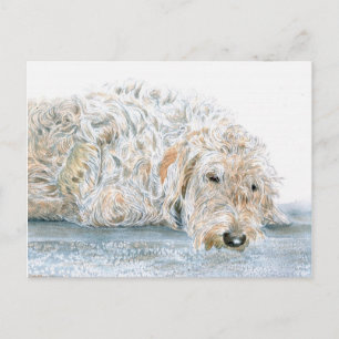 Sleepy Labradoodle Briefkaart