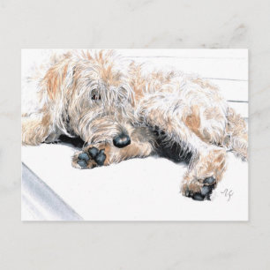 Sleepy Labradoodle Briefkaarten