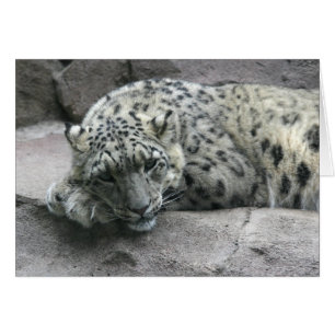 Sleepy Leopard