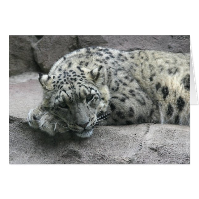Sleepy Leopard (Voorkant Horizontaal)
