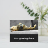 Sleepy Lion Briefkaart (Staand voorkant)