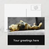 Sleepy Lion Briefkaart (Voorkant / Achterkant)