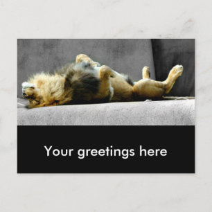 Sleepy Lion Briefkaart