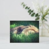 Sleepy Lion Briefkaart (Staand voorkant)