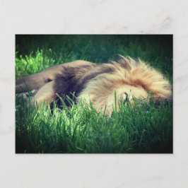 Sleepy Lion Briefkaart