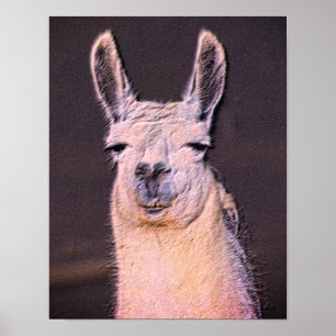 Sleepy Llama Gezicht Dierlijke Kunst Poster