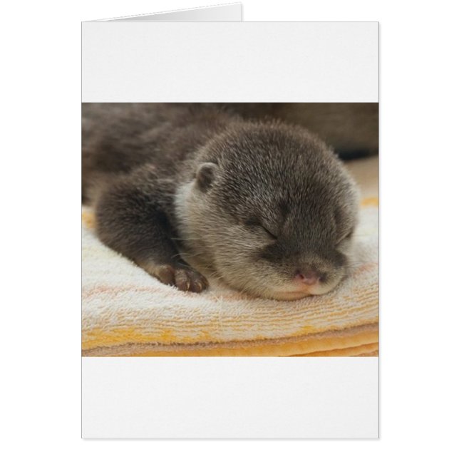 Sleepy Otter (Voorkant)