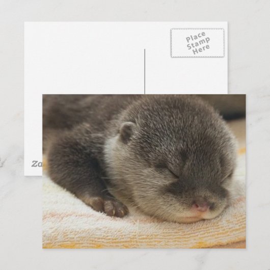 Sleepy Otter Briefkaart (Voorkant / Achterkant)