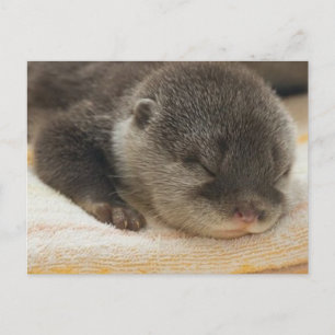 Sleepy Otter Briefkaart
