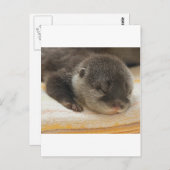 Sleepy Otter Briefkaart (Voorkant / Achterkant)