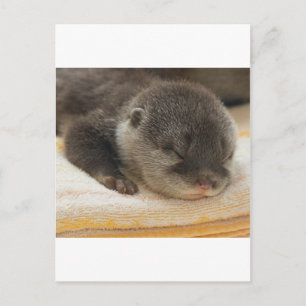 Sleepy Otter Briefkaart