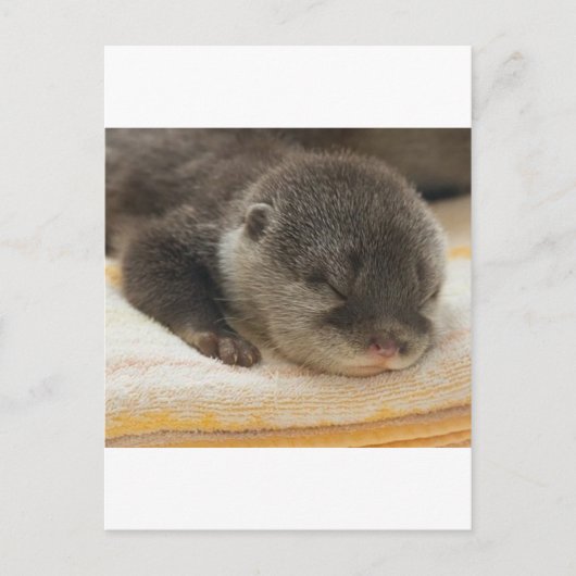 Sleepy Otter Briefkaart (Voorkant)