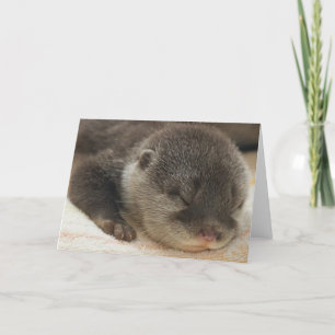 Sleepy Otter Kaart