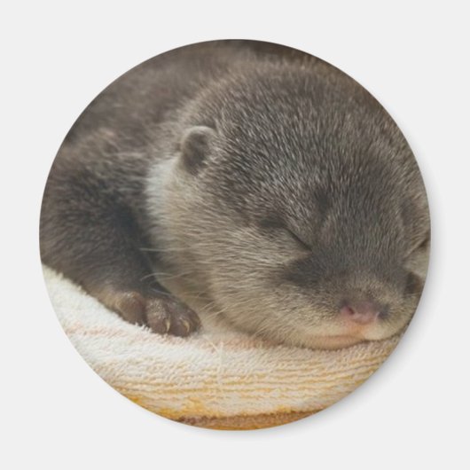 Sleepy Otter Magneet (Voorkant)