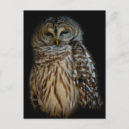 Sleepy Owl Briefkaart (Voorkant)