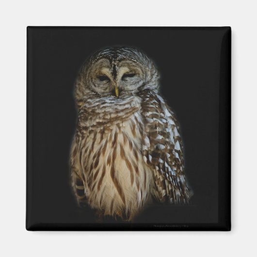 Sleepy Owl Magnet (Voorkant)