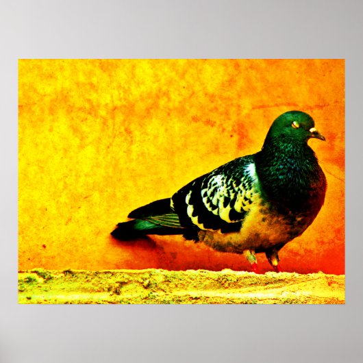 Sleepy Pigeon Poster (Voorkant)