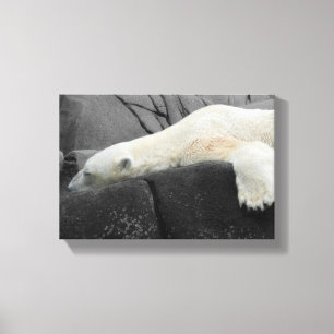 Sleepy Polar-Beer Canvas Afdruk