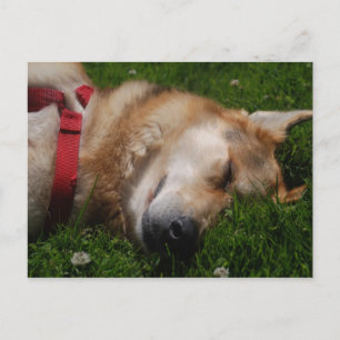 Sleepy Puppy Beauty-Briefkaart Briefkaart