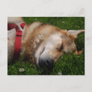 Sleepy Puppy Beauty-Briefkaart Briefkaart