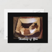 Sleepy Puppy - Denk aan je Briefkaart (Voorkant / Achterkant)