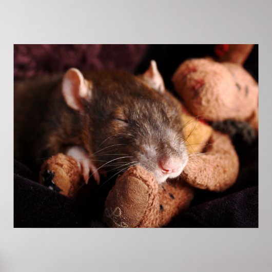 Sleepy Rat Poster (Voorkant)