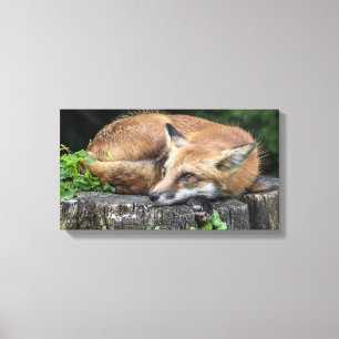 Sleepy Red Fox Canvas Afdruk