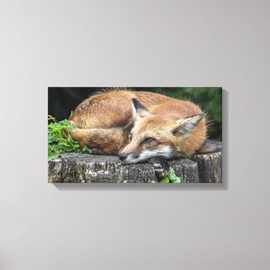 Sleepy Red Fox Canvas Afdruk (Voorkant)