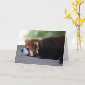 Sleepy Red Panda Foto Kaart (Gele Bloem)