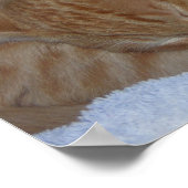 Sleepy relaxed kittens poster (Hoek)