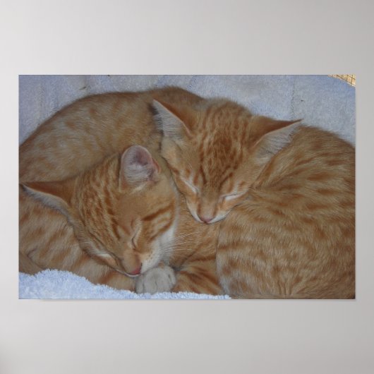 Sleepy relaxed kittens poster (Voorkant)
