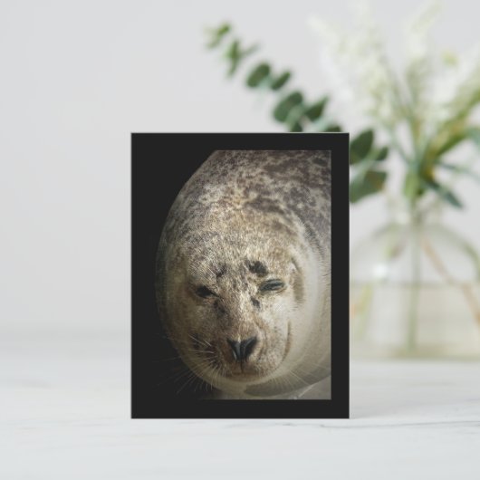 Sleepy Seal Briefkaart (Staand voorkant)