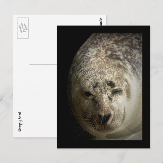 Sleepy Seal Briefkaart (Voorkant / Achterkant)