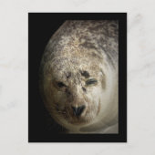 Sleepy Seal Briefkaart (Voorkant)