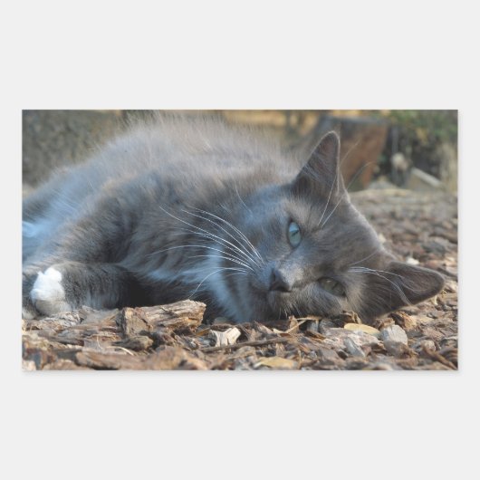 Sleepy Shady Cat-Stickers Rechthoekige Sticker (Voorkant)