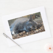 Sleepy Shady Cat-Stickers Rechthoekige Sticker (Envelop)